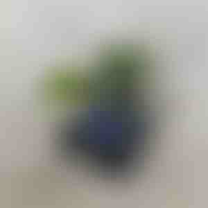 Ретро Bluetooth високоговорител с прожектор на океански вълни (14 x 15 cm) | VIVAPLAY