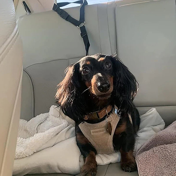 PETBELT-3831127659273-N-6__140726